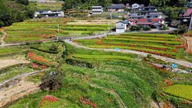 上空から眺めた棚田