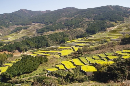 蕨野の棚田