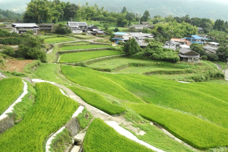 平野棚田