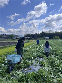 富士町レタス嘉村氏収穫補助作業 (11)