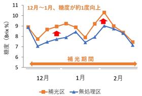 糖度の推移