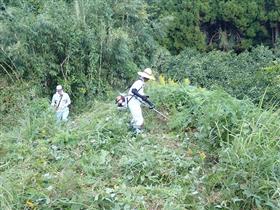 草刈り機を使った除草作業の様子