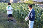 トウモロコシ収穫体験の様子