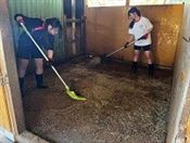 竹チップを馬小屋へ敷き詰める様子