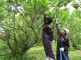 梅を収穫する様子2枚目