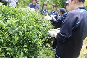 茶葉を収穫する様子