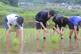 田植えをする様子2枚目