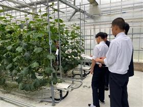 キュウリ温室視察の様子