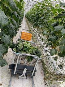  　　　　　　　　　　　　清潔に整備された隔離培地溶液栽培を導入した温室
