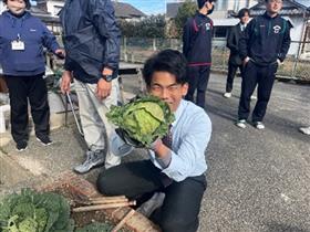 収穫したキャベツ