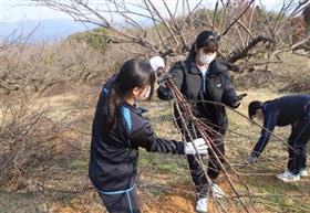 剪定で出た枝を回収している様子