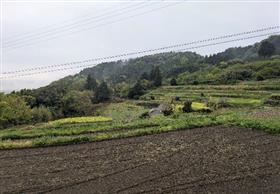 江里山地区の美しい棚田