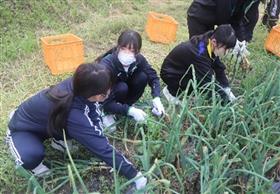 タマネギ収穫の様子