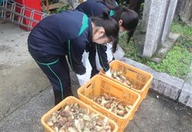 玉ねぎを選別している様子