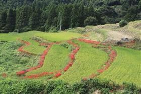 美しい棚田の様子