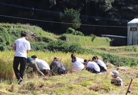 稲刈りの様子1枚目