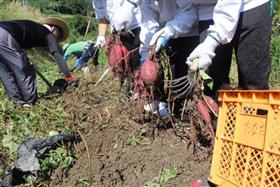 サツマイモの収穫の様子