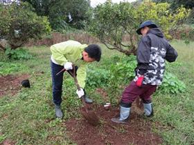 定植の準備をする様子1枚目