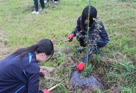 定植の準備をする様子2枚目