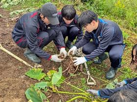 里芋の収穫をする様子