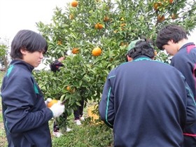 夏ミカンの収穫の様子