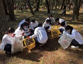 枯れ枝拾いの様子