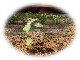 花壇の様子