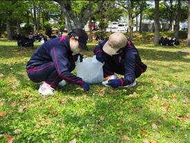 1-2_メリケントキンソウ除草